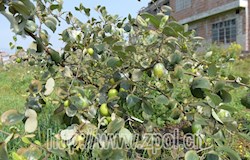 蜜丝枣丰收引客来