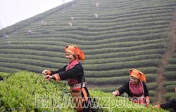 雨后采茶忙 赶制早春茶