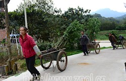 扮靓家园 为宜居乡村建设添砖加瓦