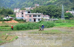 我县十多万亩早稻进入插秧期