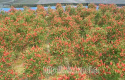 红千层花开正旺