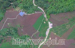 我县茶树进入夏季管护期