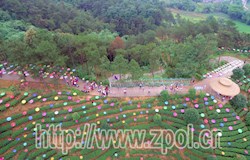 七彩油纸伞扮靓茶园