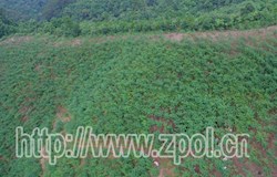 【走转改系列报道】一片片甜叶 种出了“甜蜜”的事业