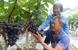 生态葡萄园迎客采摘