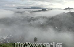 南山茶海云海宛如仙境