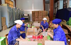 昭平有机茶登上中航飞机“飞”向全国