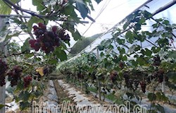 国庆果园采摘乐