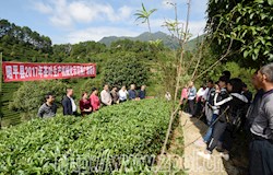 我县开展2017年茶叶生产机械化示范推广现场会
