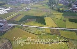 我县晚稻进入收获期