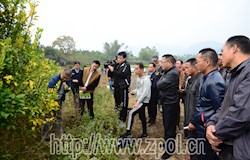 我县打响柑橘黄龙病歼灭战