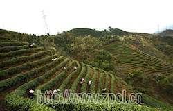 我县2018年早春茶全面进入开采