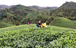 我县春茶进入采摘高峰期