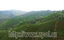 亿健有机茶基地迎来春茶采摘高峰期