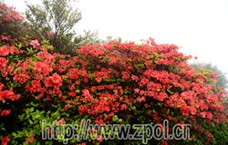 黄姚仙殿顶杜鹃花开正艳