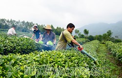 茶园“理发师”立夏修剪茶树
