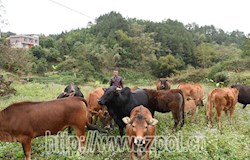 【走转改系列报道】坚持不懈 雷友辉终过上了“牛哄哄”的生活