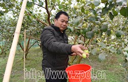 【走转改系列报道】种下致富果  走上致富路