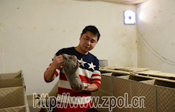 【走转改系列报道】竹鼠叫吱吱 生活美滋滋