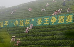 茶乡赛“茶王”