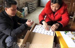 【走转改系列报道】生态乌鸡带来美味财富