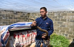 【走转改系列报道】只要学好技术  养蛇也能致富