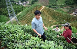 【优秀人才风采】匠心做茶五十载  而今迈步从头越