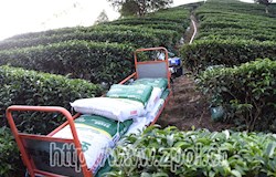 【走转改系列报道】首辆轨道运输火车在我县茶园开动