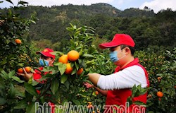 志愿服务搭桥助力农产品销售