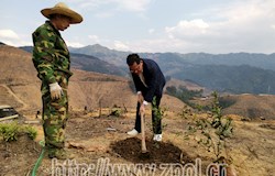 发挥造林合作社劳动力优势 高效完成示范林项目造林