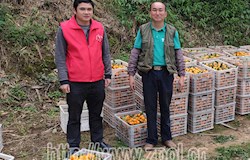 【战“疫”先锋】五将镇四桂村的第一书记徐维阳：战“疫”不忘复产