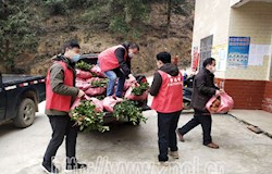 爱心油茶苗送贫困群众