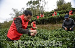 【走转改系列报道】惊蛰春茶生长旺   “雷锋”自愿来帮忙