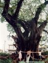 昭 平 古 榕 奇 观