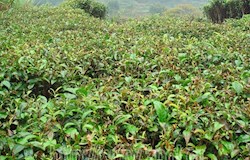 茶叶办下乡开展冻害灾后技术服务工作