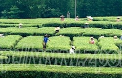 茶王节比赛之四：镜头中的昭平茶