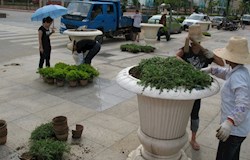 种花植草 扮靓城市