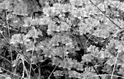 到仙殿顶赏杜鹃花