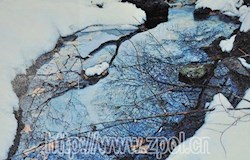 “雪人”蔡楚夫的艺术人生