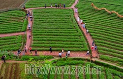 黄姚银壶山农趣文化园巨龙花艳迎客来