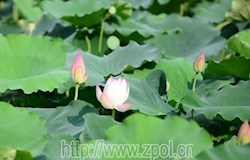 昭平“南池荷雨”引客来