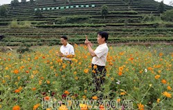 文竹镇：大塘格桑花开引来游人醉