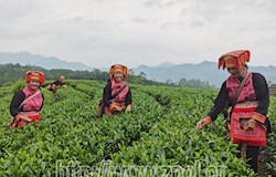 仙回瑶族乡：巩固脱贫攻坚成果 让瑶乡群众步入幸福生活快车道