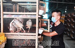 【走转改系列报道】腾笼换鼠 鹧鸪飞出一片天地