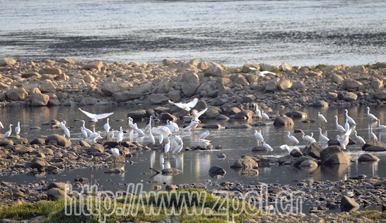 桂江湿地，候鸟客栈