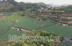 【脱贫感党恩 奋进新起点】电“靓”茶乡茶更香