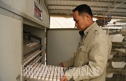 【走转改系列报道】深山里飞出“致富鸽”