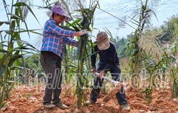 【中央生态环境保护督察在广西——昭平整改进行时】 文竹至仙回二级公路：以壮士断腕决心推进中央环保督察反馈问题整改