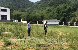 【中央生态环境保护督察在广西——昭平整改进行时】年产80万吨山泉水项目生态恢复工作取得明显成效