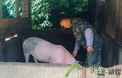 五将镇：扎实开展秋季动物疫病防控工作　 